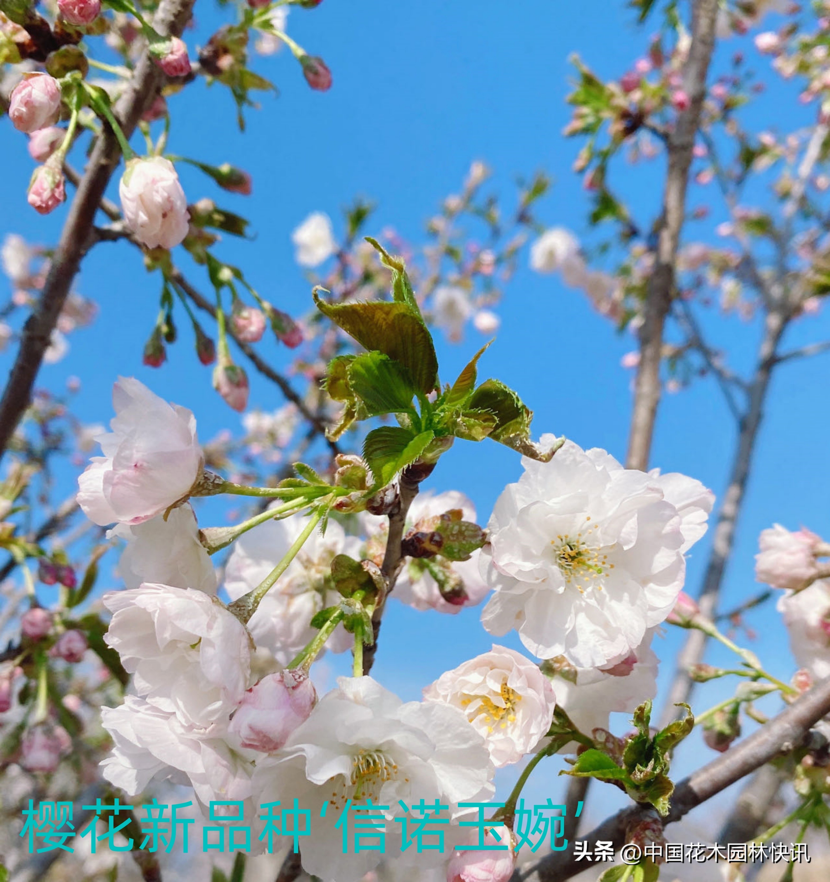 青岛樱桃谷樱花,青岛大崂樱花谷单樱