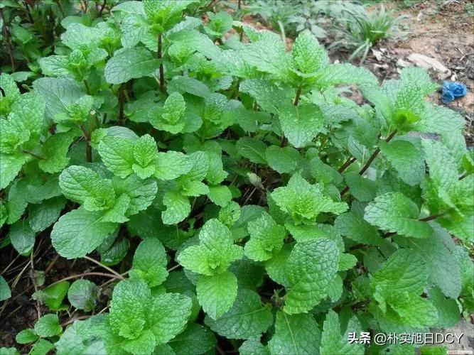 夏季清凉小薄荷,夏天薄荷茶饮