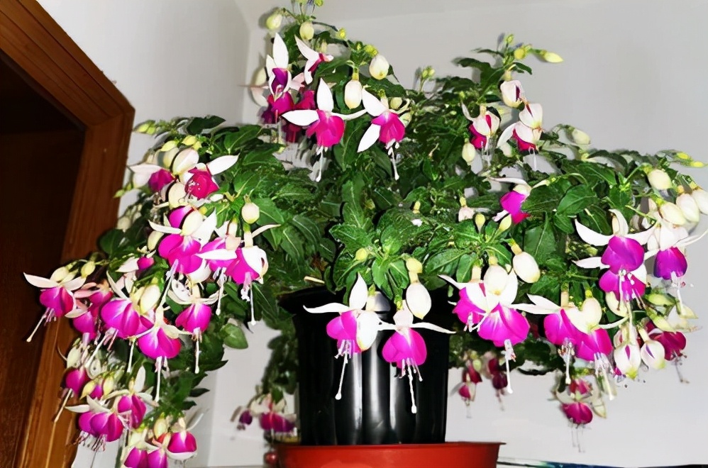 家里光照不足养的花,家里光照不足养什么植物