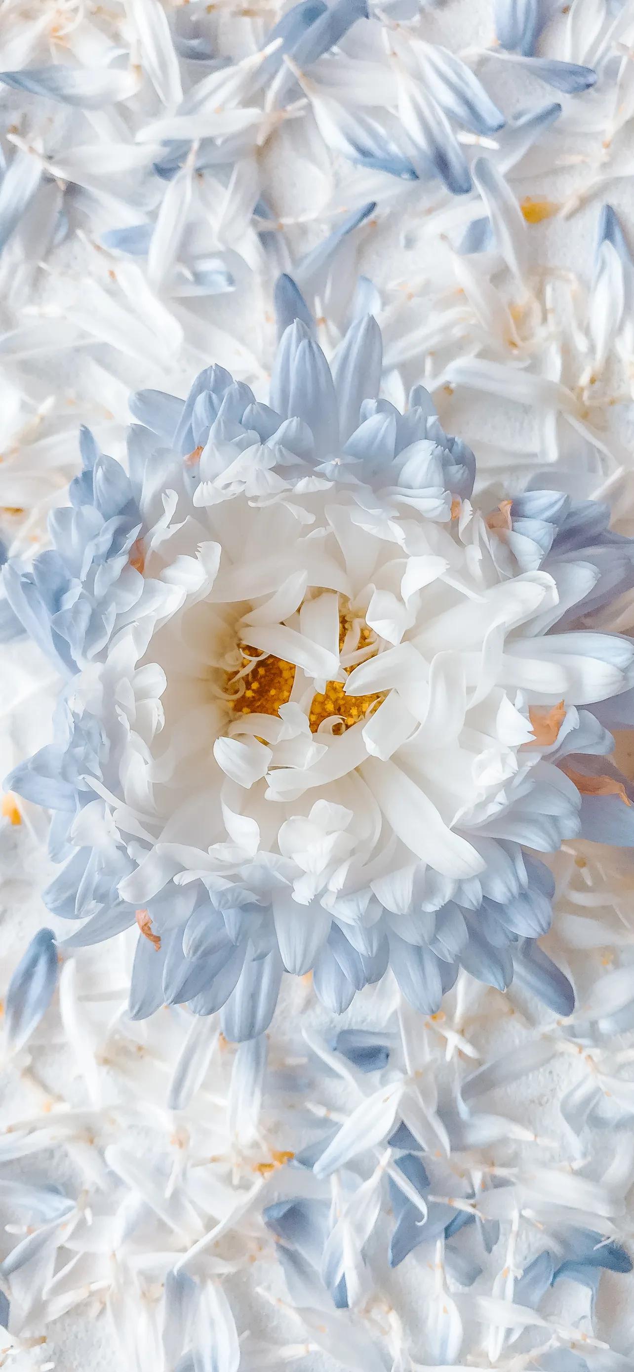 高清壁纸全面屏手机,围棋壁纸高清全面屏