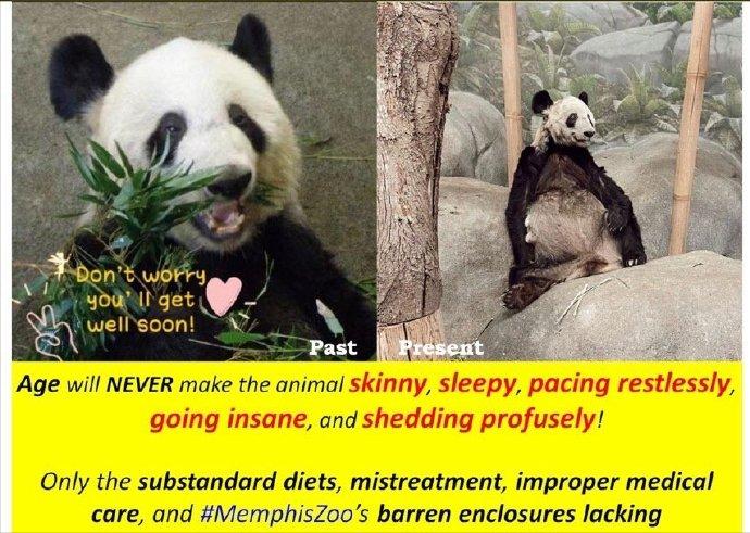 万人*愿请**国宝回家，留美熊猫遭遇了什么？