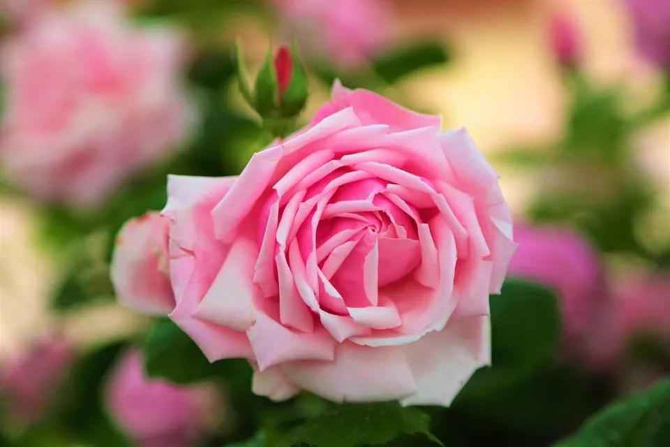 520适合发朋友圈的配图爱情,入目无别人四下皆是你英语