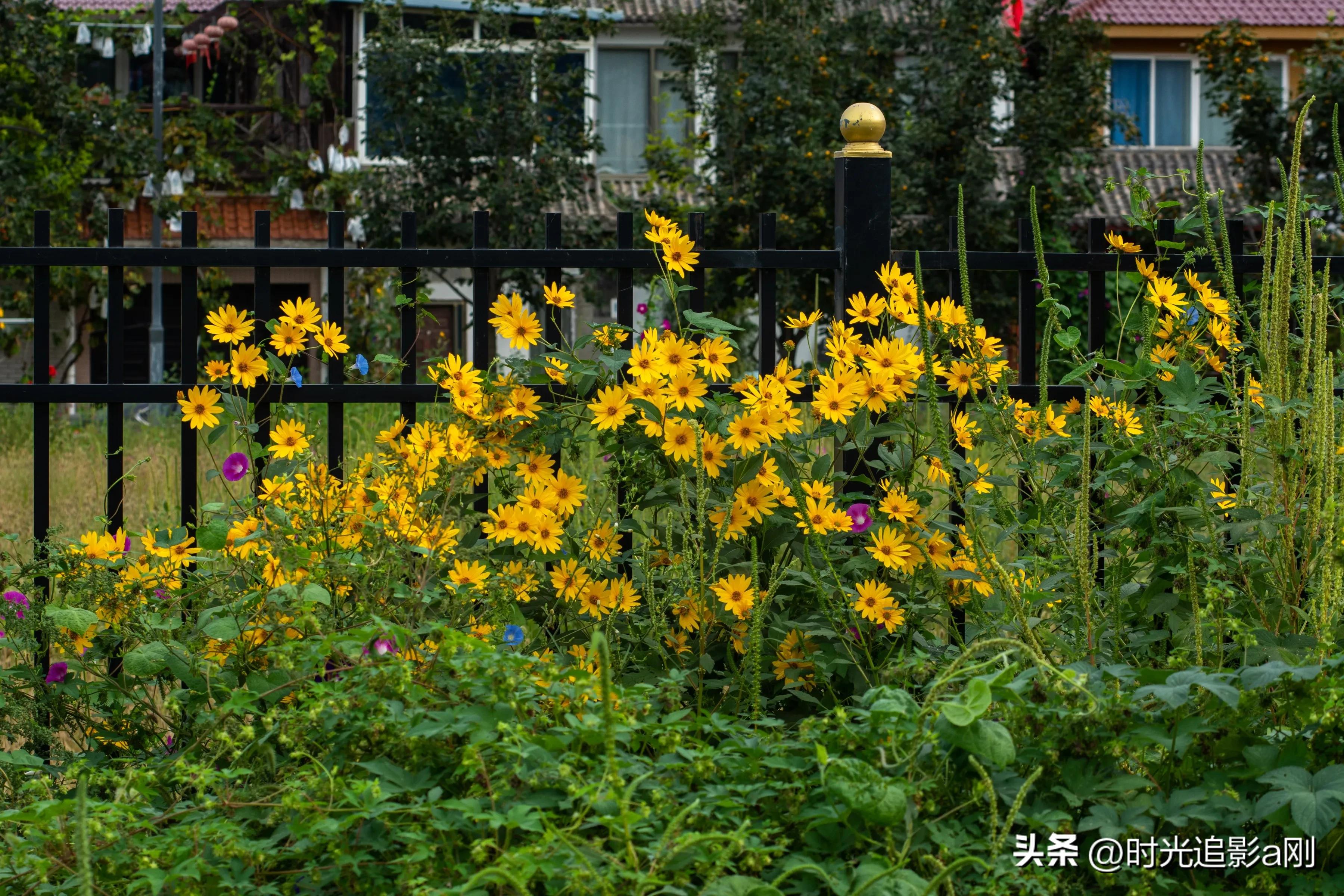 蓝眼菊的花语,七彩菊花语和寓意