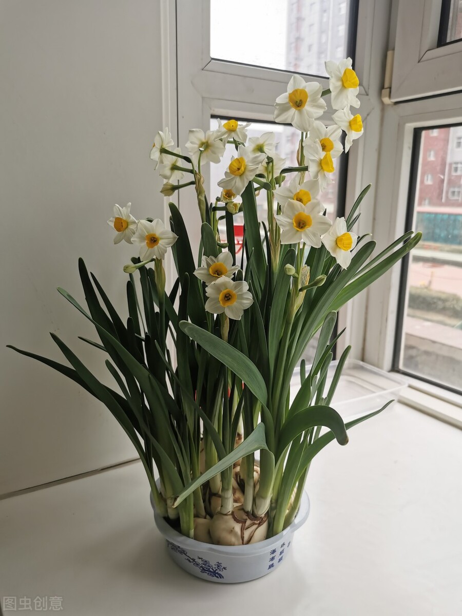 室内水培植物怎样防止蚊虫滋生,除蚊虫的最快的土方法