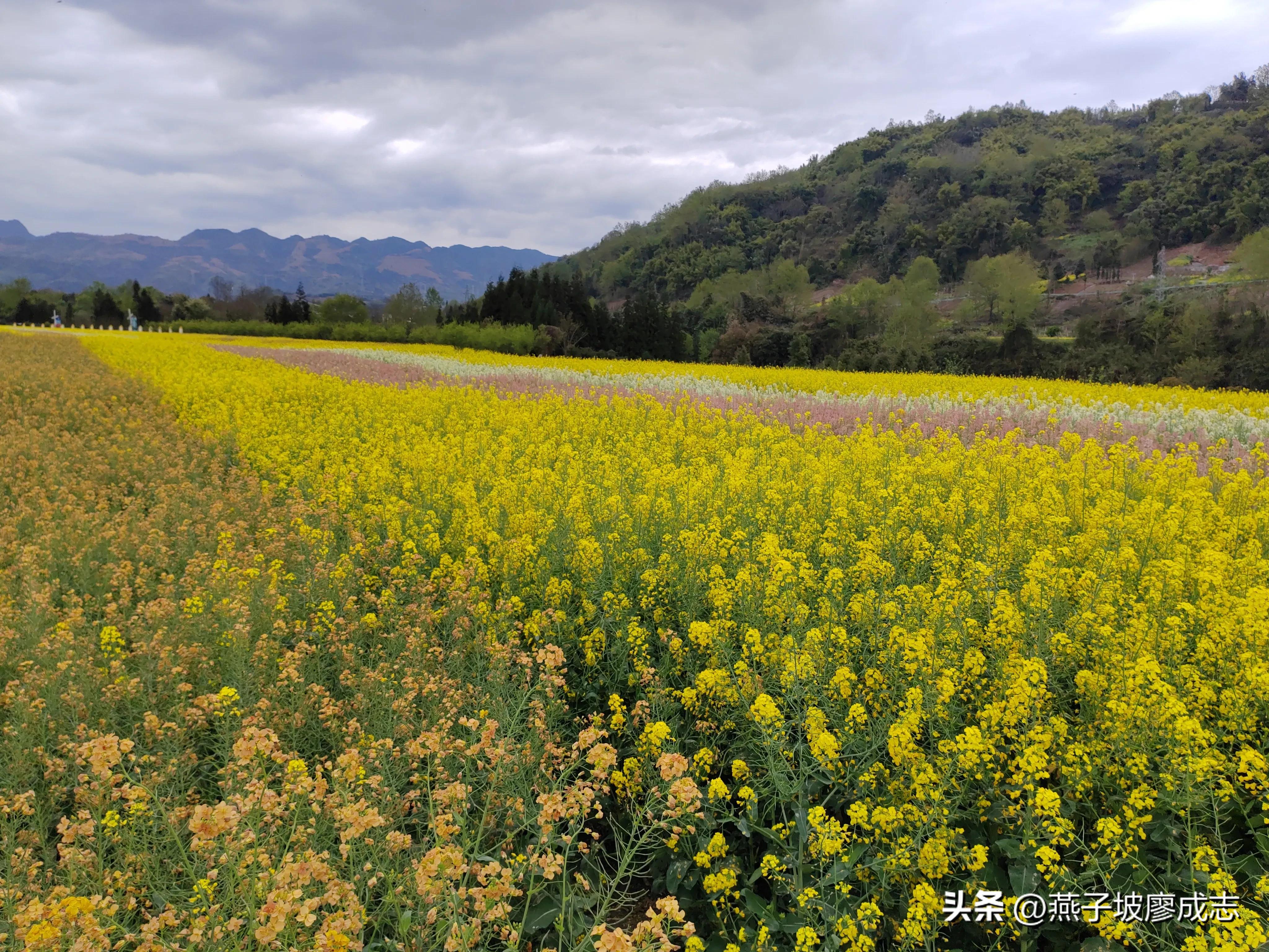 革命薪火,革命薪火代代相传绘画