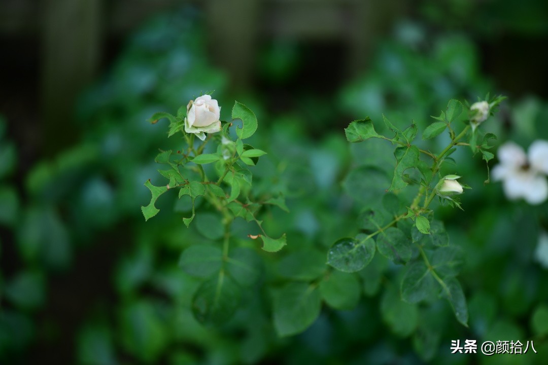 看到你的花园那么惨，我就安心了|园丁
