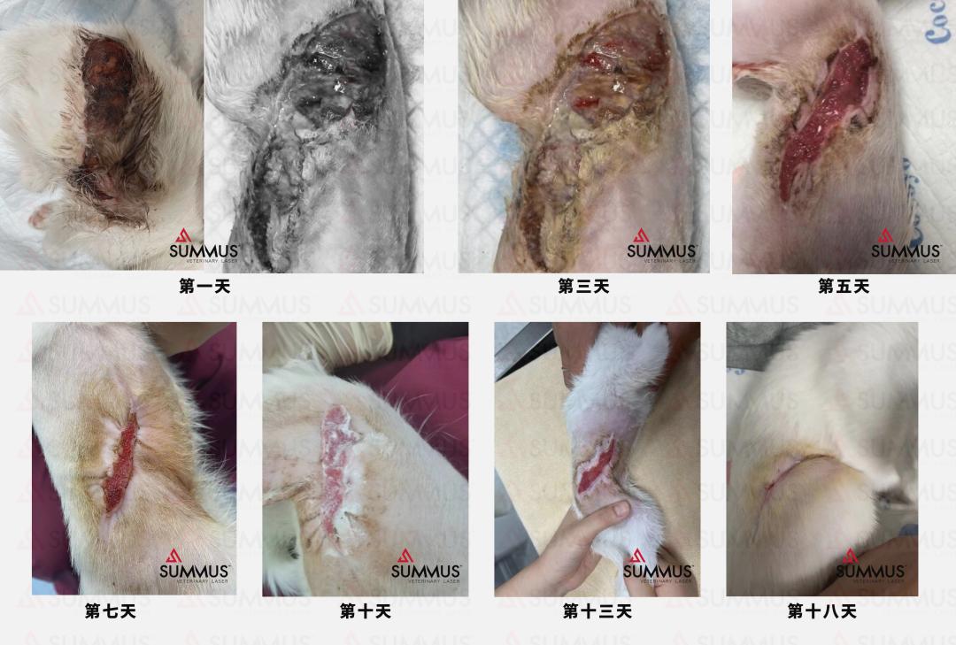 激光治疗猫口炎,激光伤口感染图片