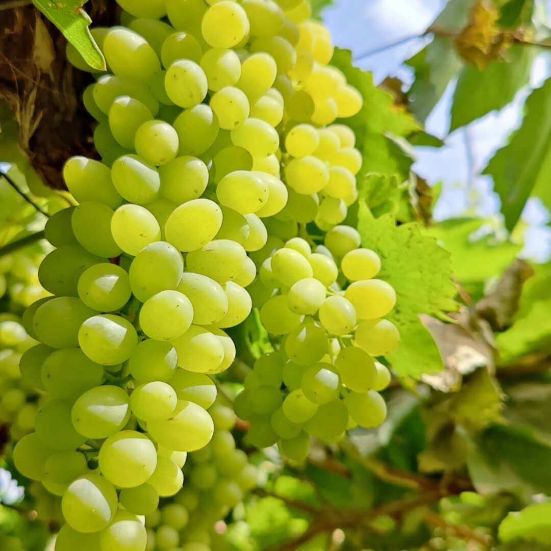 新疆瓜果为什么又甜又香,新疆种植的瓜果味道为什么特别甜