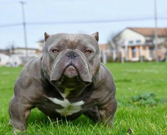 有哪些攻击性的犬可以养,建议懒人养的10种狗小型犬