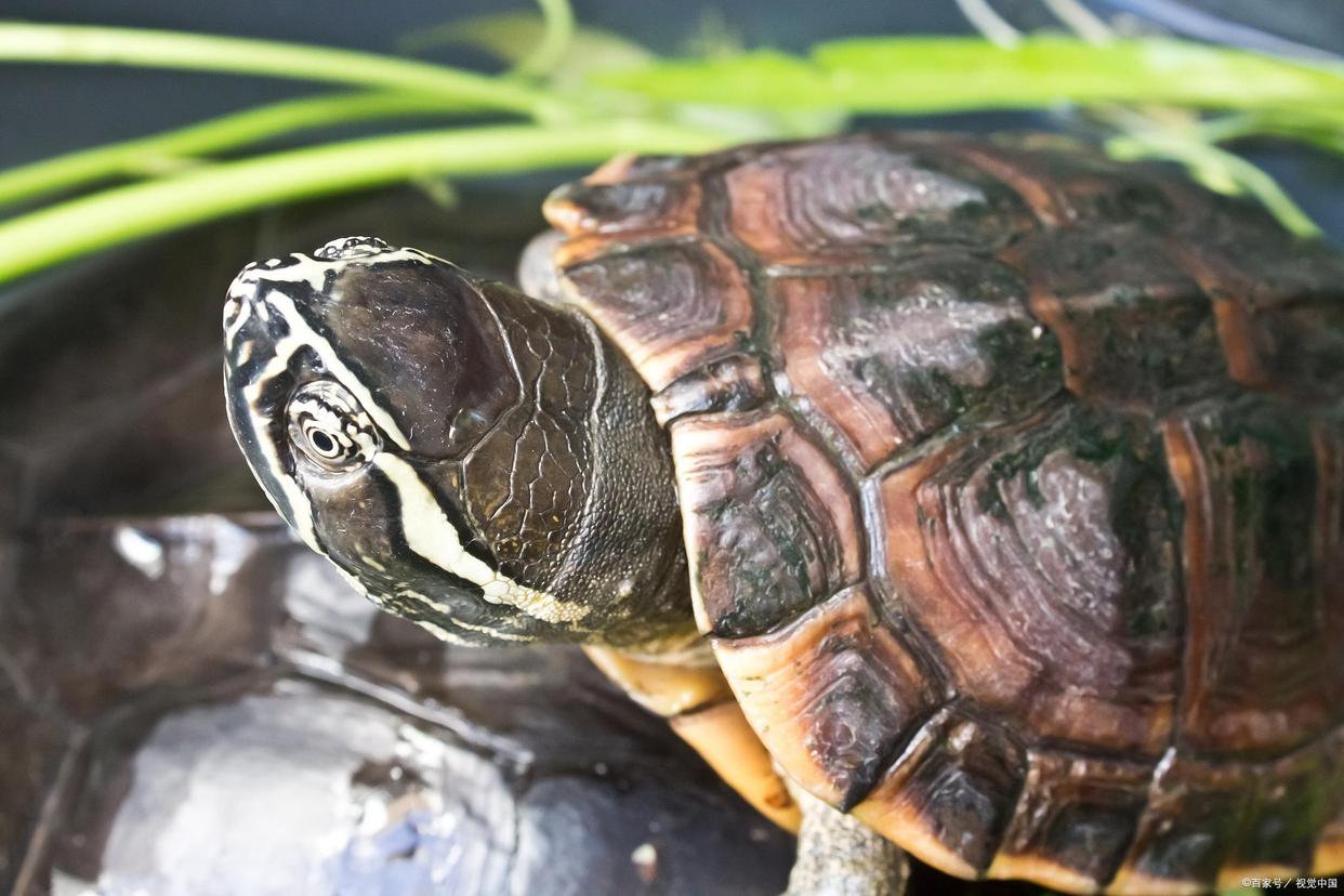 养一个人工繁殖的斑点池龟犯法吗,家里养什么龟赚钱