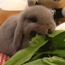 女婿发错信息给丈母娘新闻,女婿错把信息发给岳母怎么回复