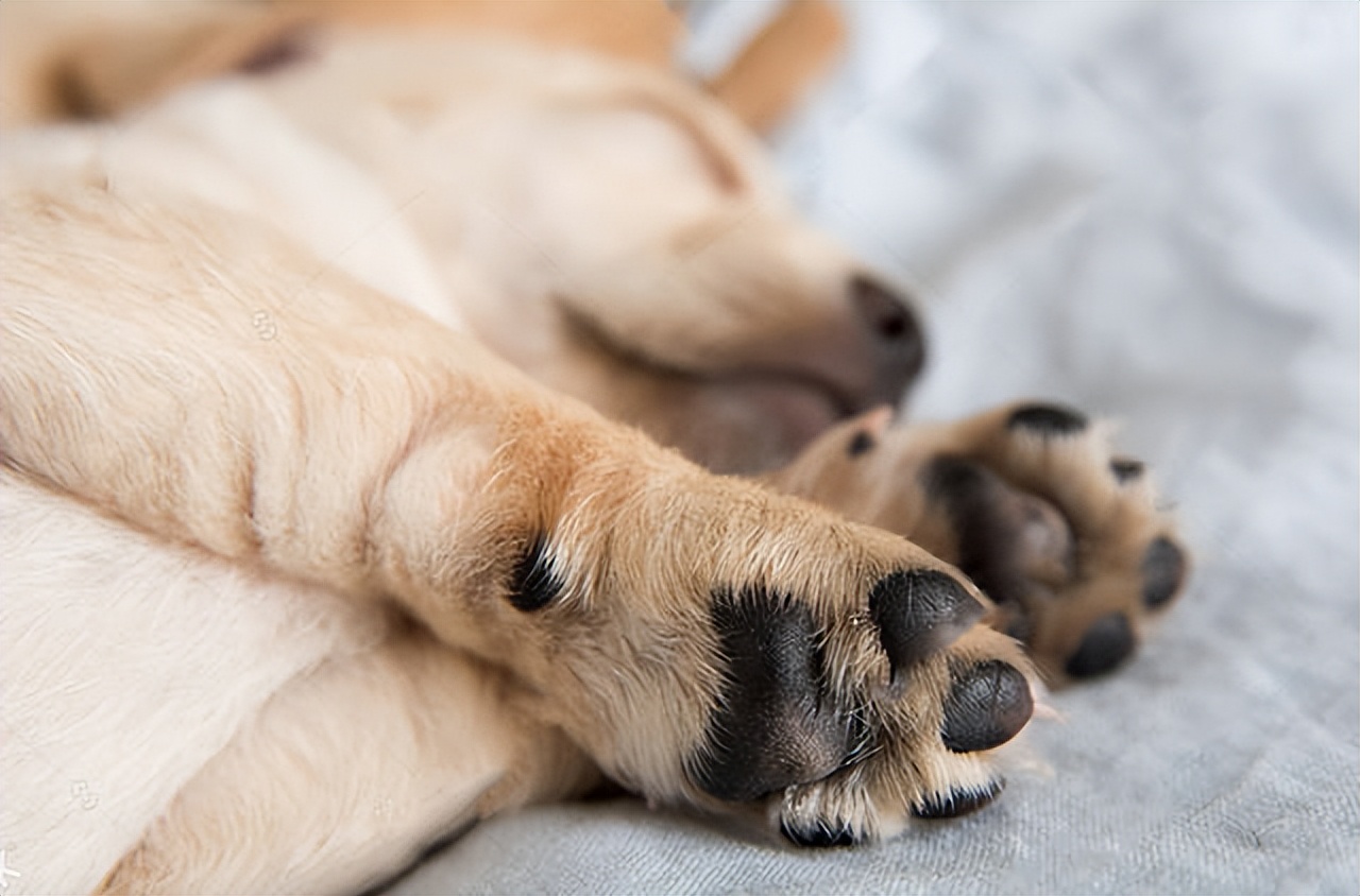 狗走路一瘸一拐去医院要多少钱,狗狗腿摔瘸了去医院需要多少钱啊