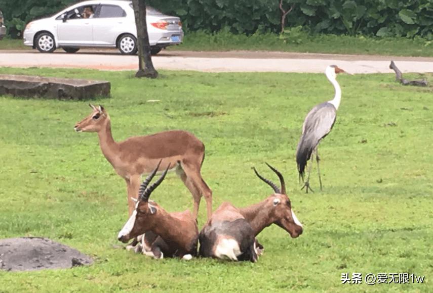 全国最大动物园野生动物,亚洲最大的动物园400多种动物