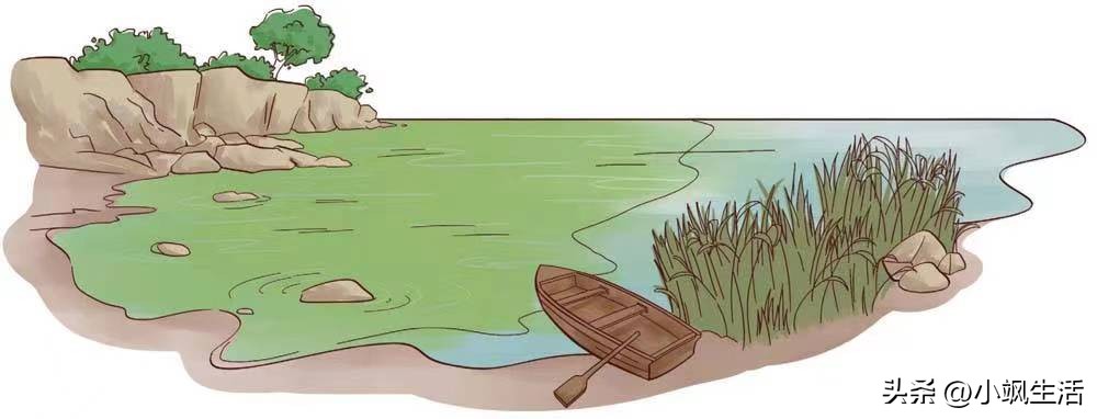 #神奇植物看这里01丨植物与植物之间的关系：商业经济化视角