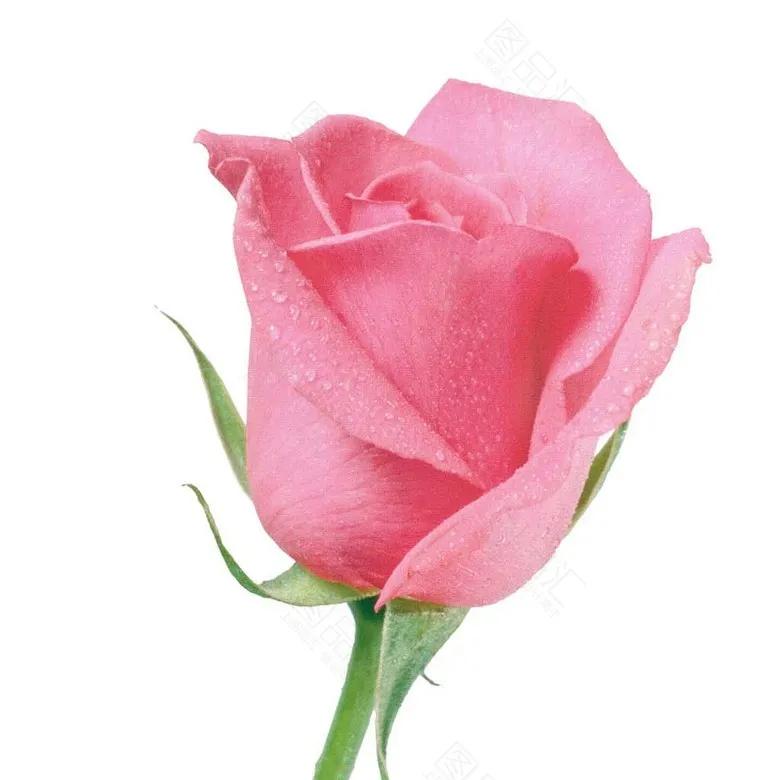 玫瑰花的爱语,漂亮又特别的玫瑰花花语