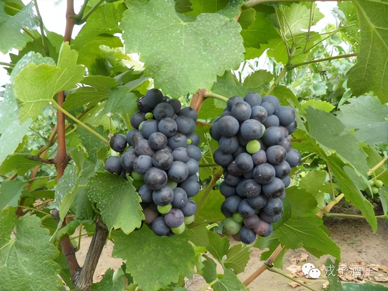 戎子酒庄葡萄酒酿造时间表,戎子酒庄的经济优势