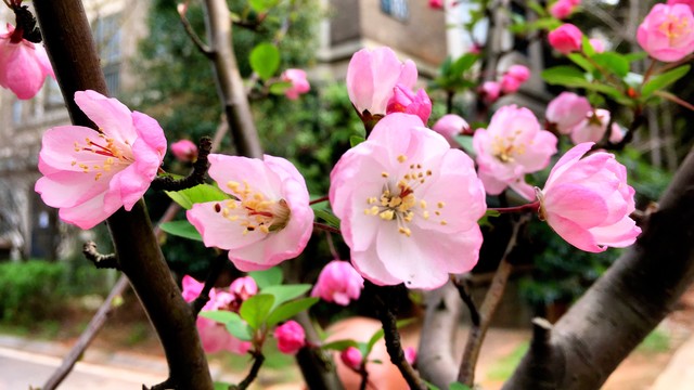 高雅有诗意的山茶花名字,山茶花之美的古诗词