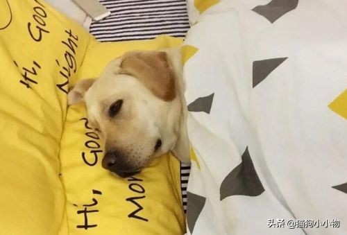 怎么挑选一只凶猛又护主人的狗,怎样挑选一只聪明又听话的狗