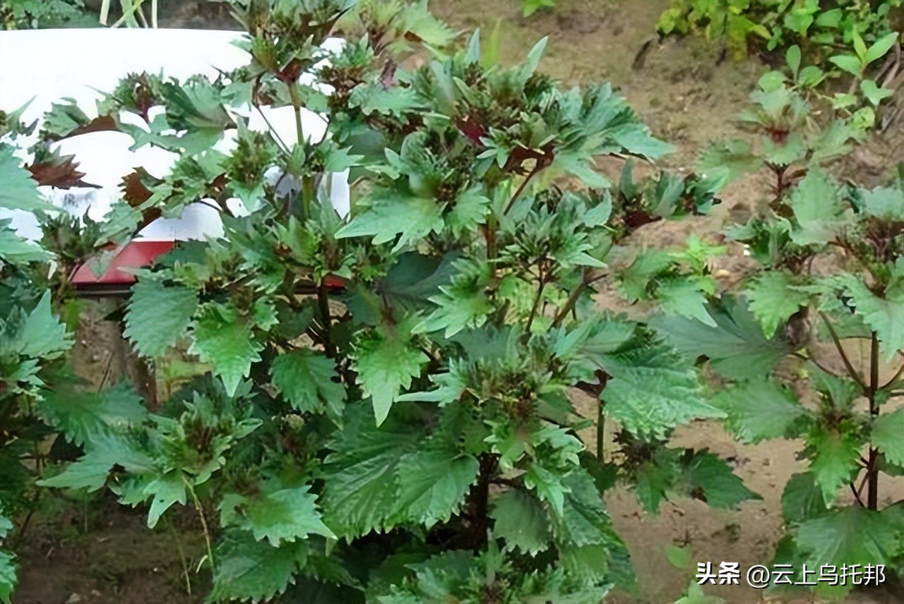 缇庢床浼犵粺鍖诲,鍙や唬缇庢床鎬庝箞娌荤梾