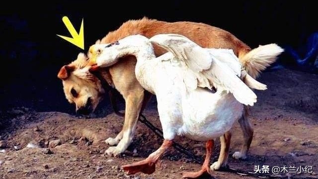 为什么所有动物都怕大鹅,鹅的战斗力到底有多可怕