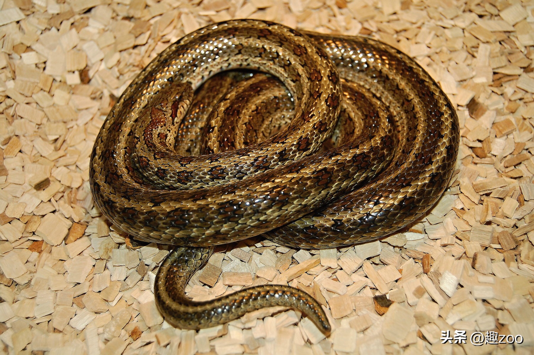 世界上的大蛇十大排名,中国十大蛇排行