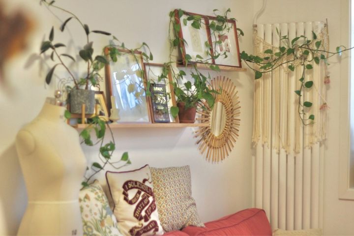 手残党也能养活的10种绿植,十种大家都在养易存活绿植