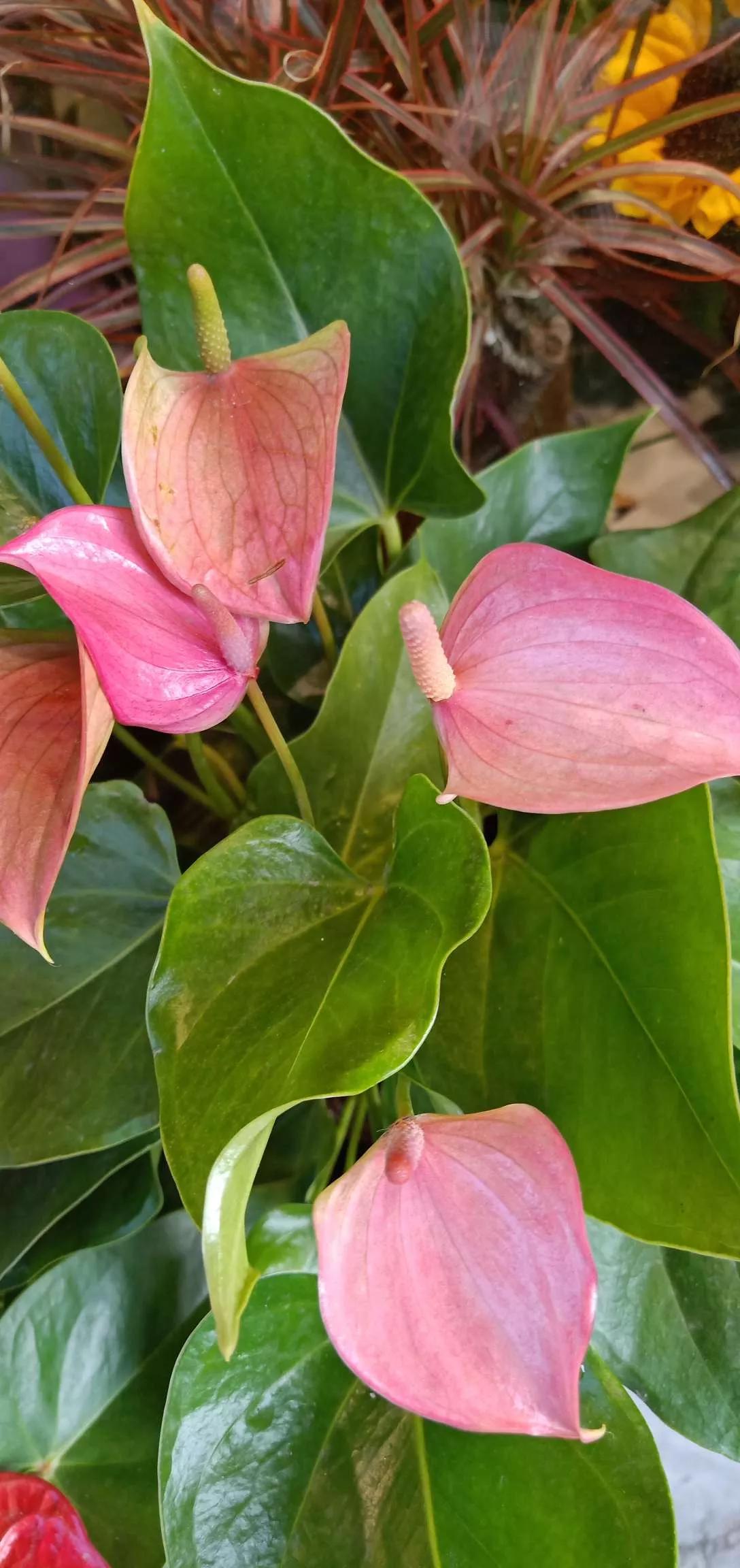 所有花的名称大全,认识各种花的寓意