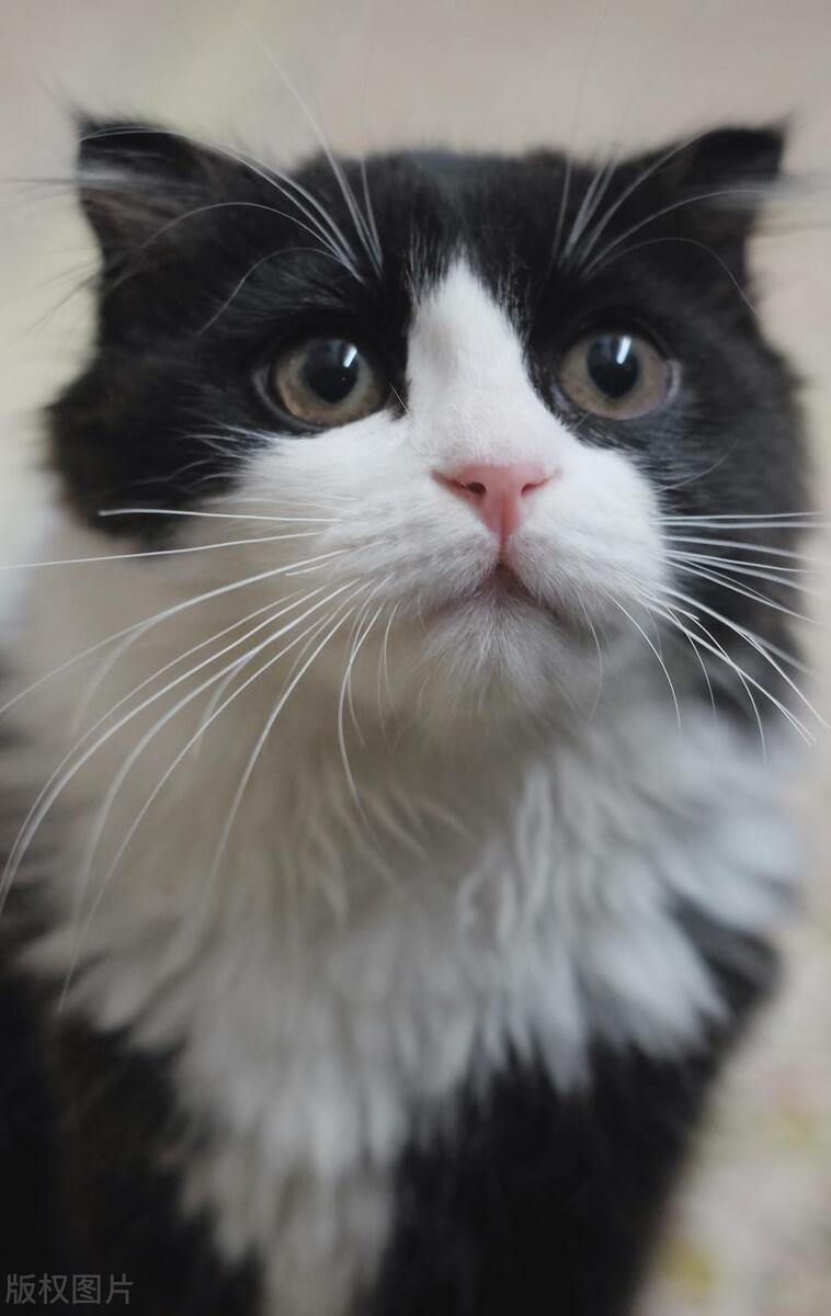 奶牛猫和哪些猫咪的品种相处得好,奶牛猫和狸猫的优缺点