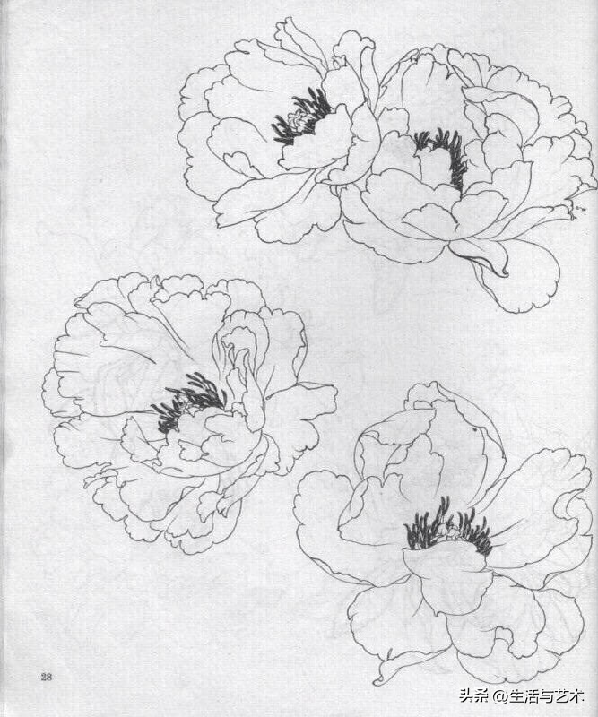 工笔牡丹和鸟白描图片欣赏,王道中工笔牡丹白描稿马蹄莲