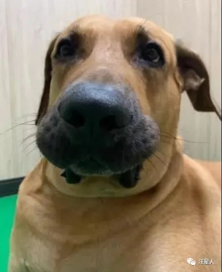 小黄狗长大的过程,小黄狗长大过程