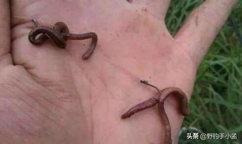 蚯蚓钓鱼正确挂法视频,蚯蚓缠绕挂钩法能活多久