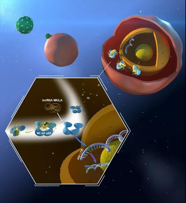 世界艾滋病疫苗临床试验,中国艾滋病疫苗研究新消息