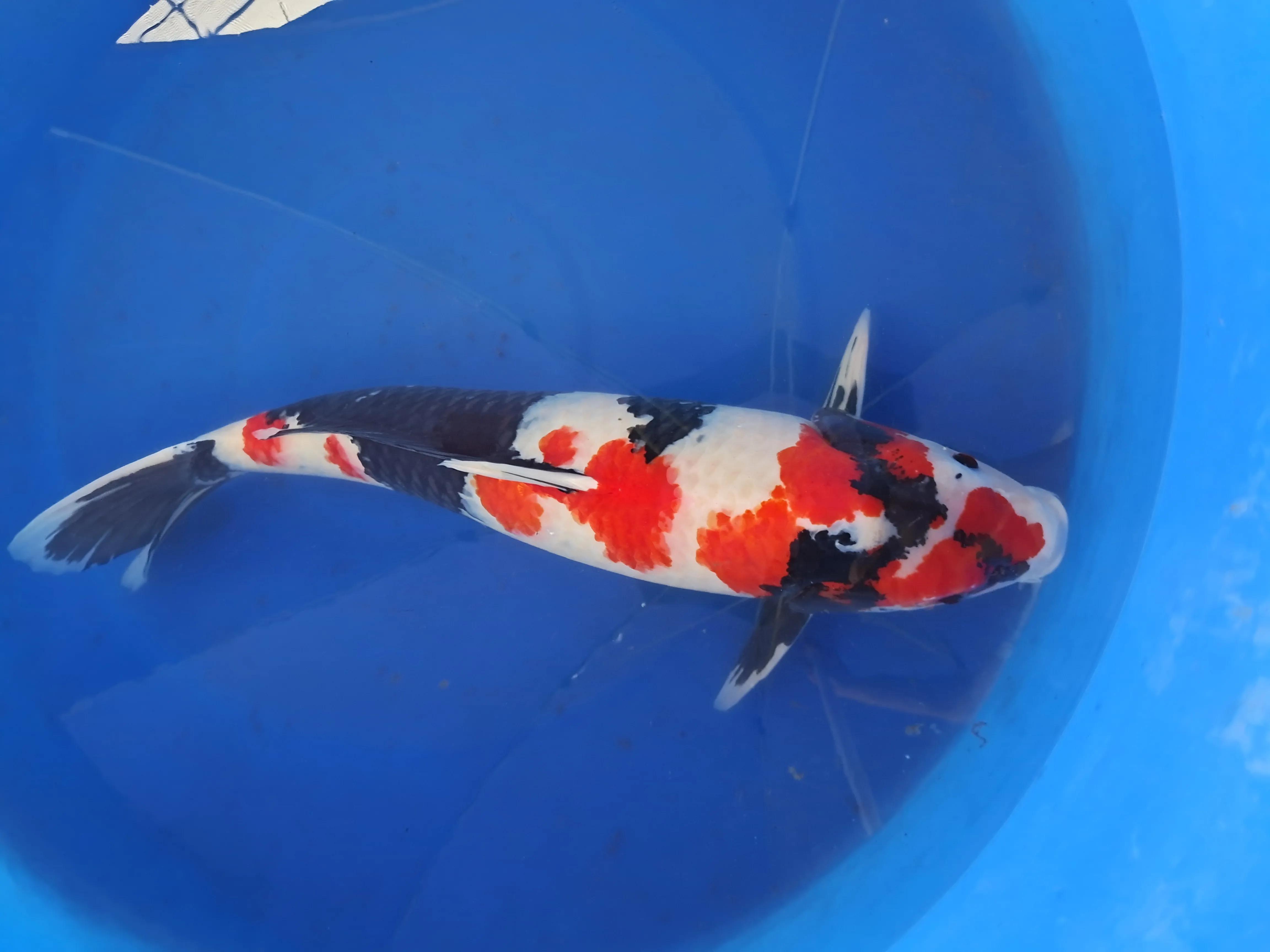 日本进口锦鲤和国产锦鲤区别,日本锦鲤品种及价格表