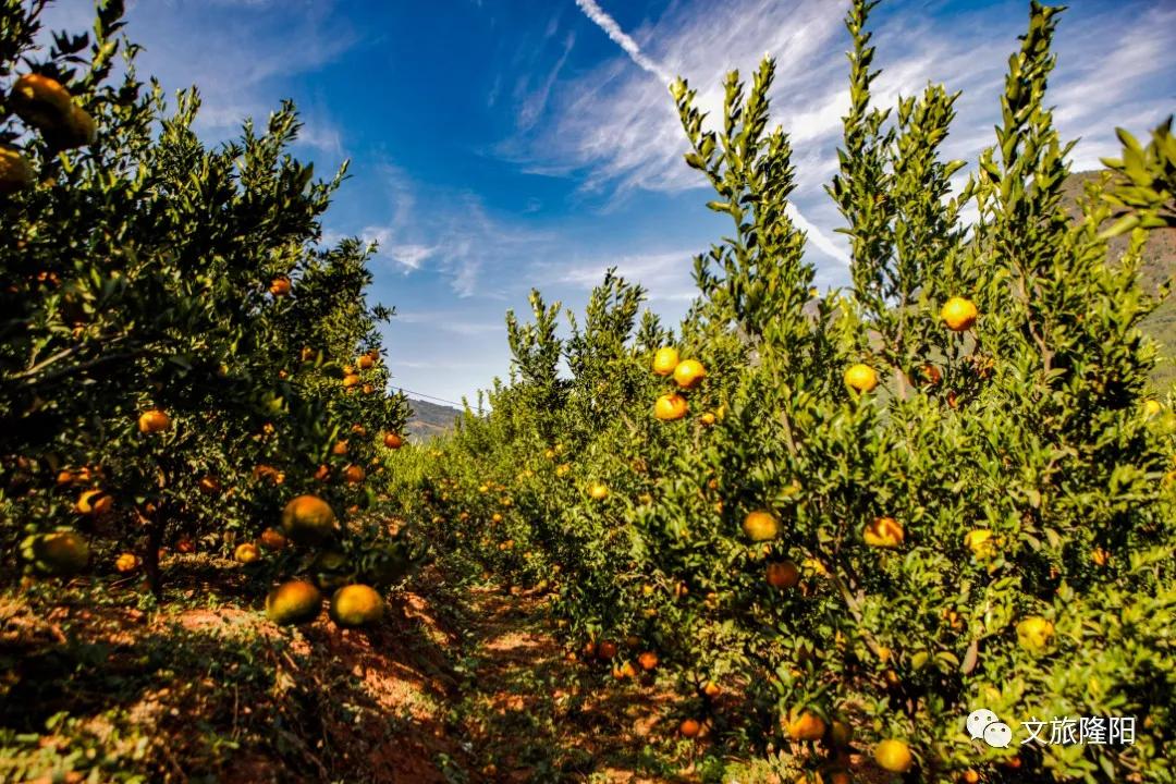冬樱散场菜花香，蜂飞花间采蜜忙：用一天的时间去邂逅乡野风光
