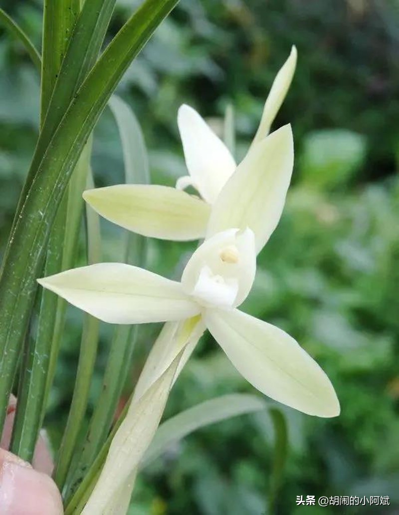 云南发现一株顶级兰草,云南发现野生兰花