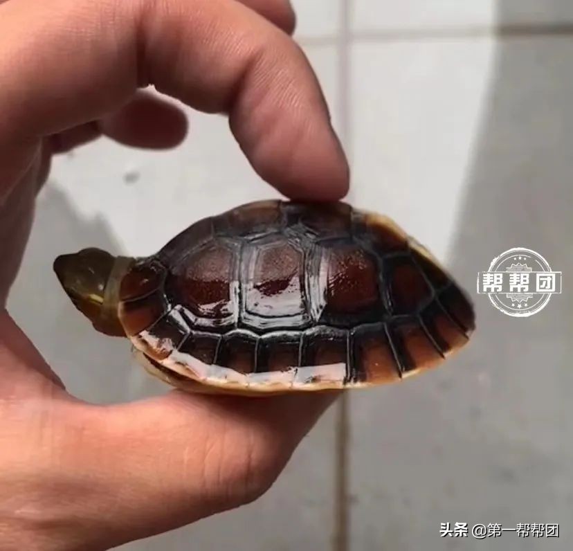 鐢峰瓙缇ら噷涔板崠鍥藉淇濇姢鍔ㄧ墿,鐢峰瓙璐╁崠鍥藉浜岀骇淇濇姢鍔ㄧ墿