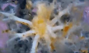 海洋巨蟒真实照片大全,海洋巨蟒真实图片大全