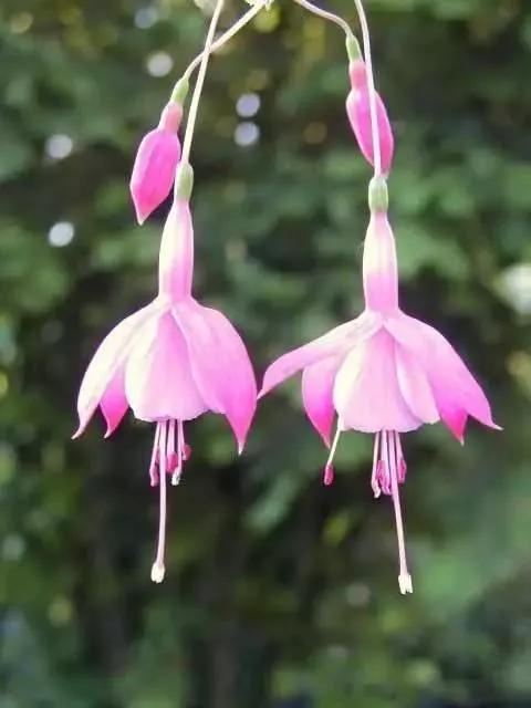 美丽的花倒挂金钟,美丽的倒挂金钟花图片