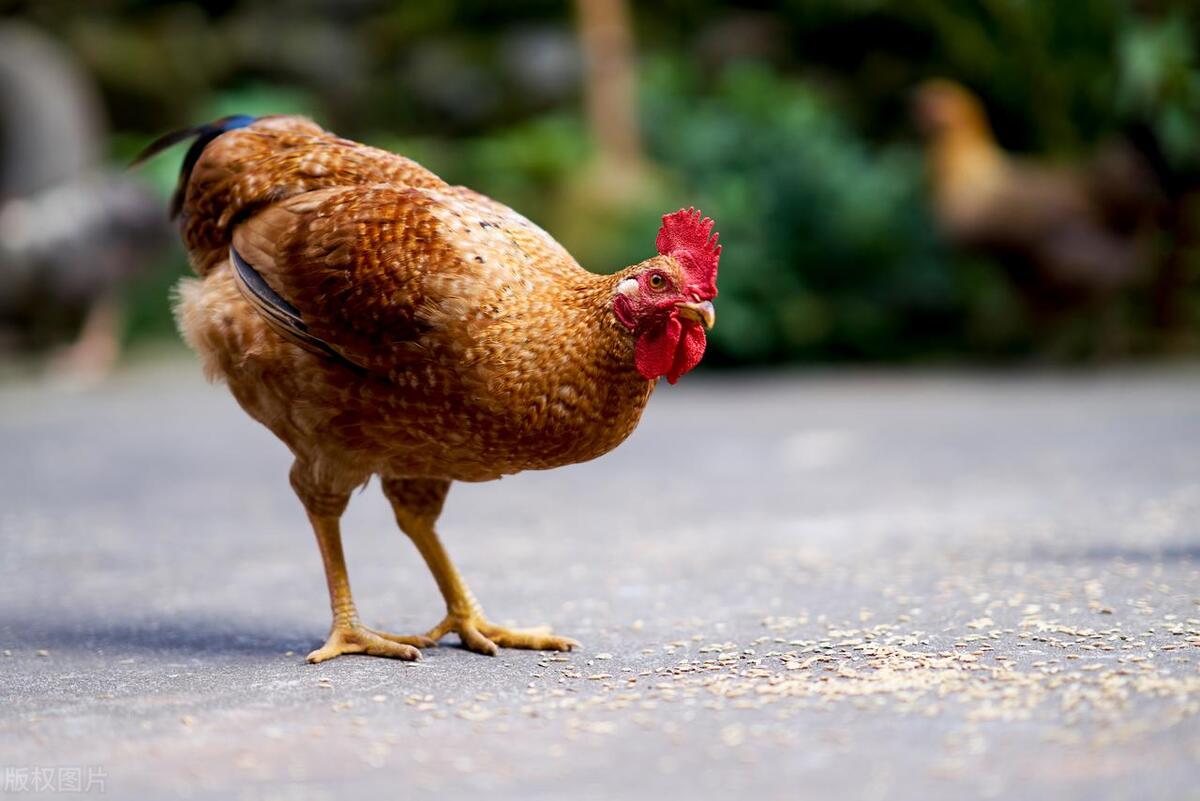 “槑，單，喌”这三字，该怎么念？都有双口的它们，究竟啥意思？