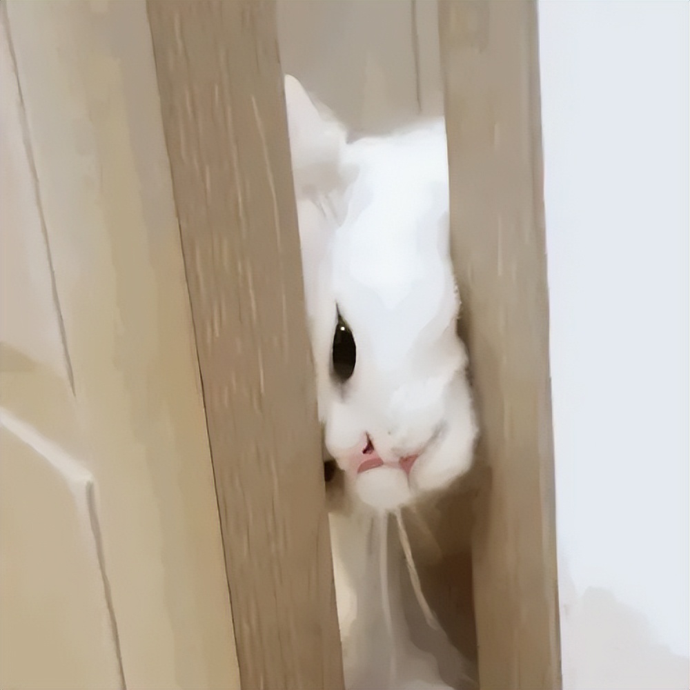 猫咪在家怎么监测血糖,猫咪体温居家怎么测量