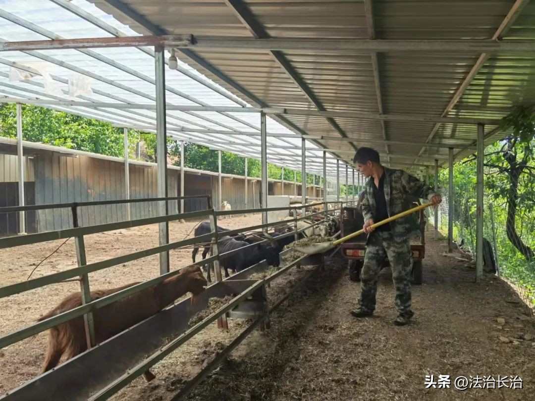 者海镇发展特色产业助推脱贫攻坚,黎咀镇大力发展特色产业脱贫致富