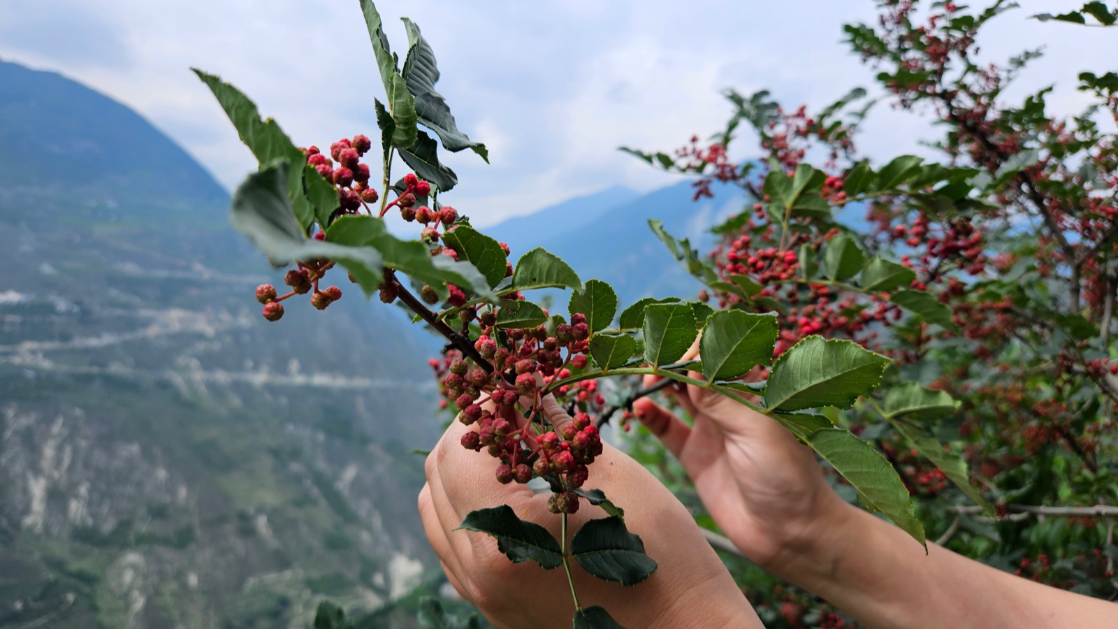 花椒丰收季节是几月,老家花椒丰收季