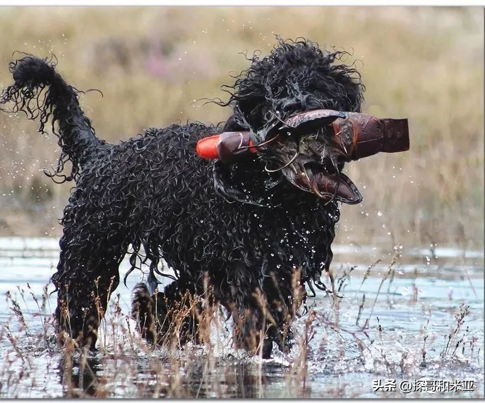 什么狗体味小干净不掉毛,什么狗最干净不掉毛