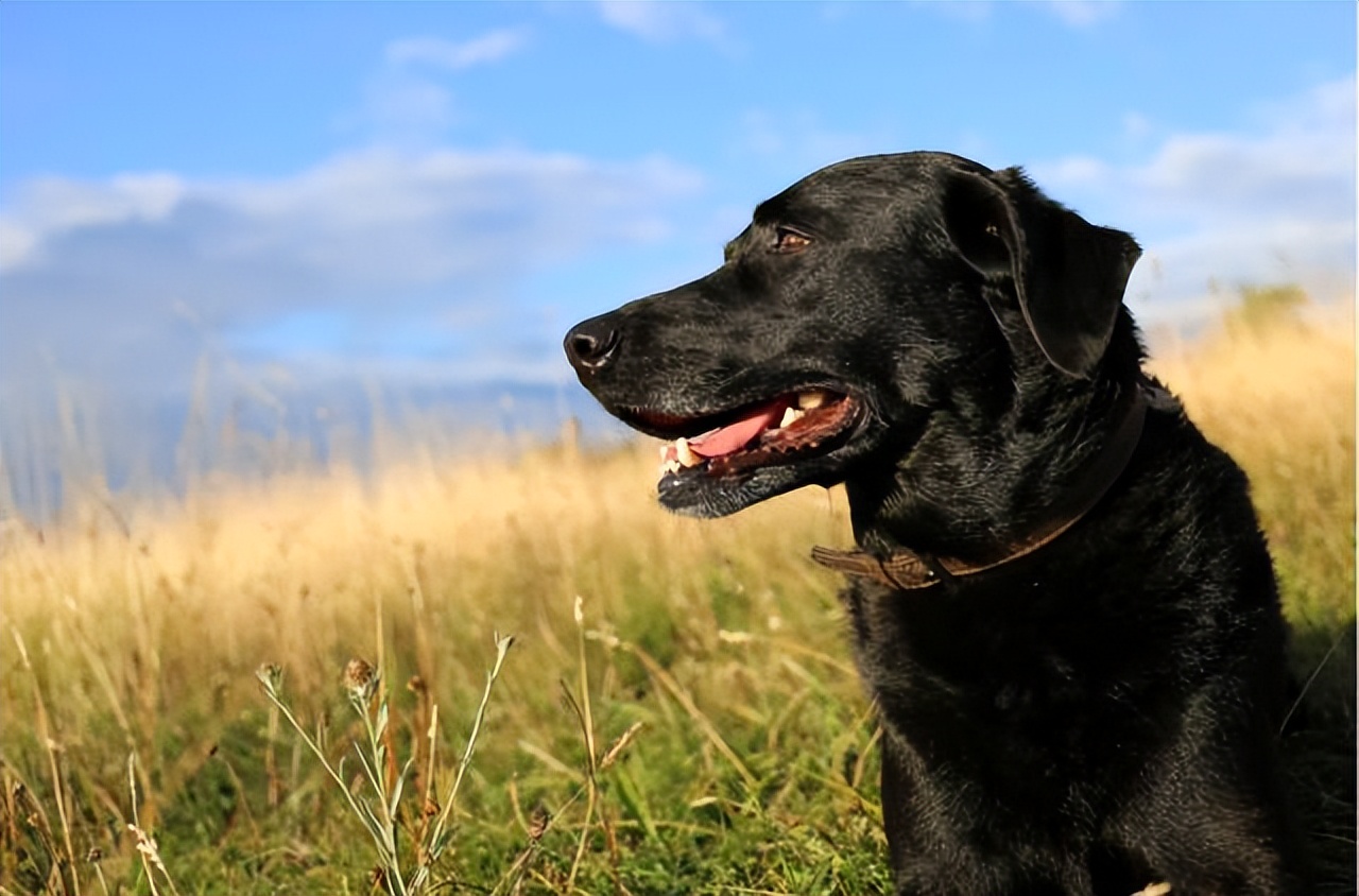 黑色拉布拉多和金毛哪个好养,农村养黑色拉布拉多