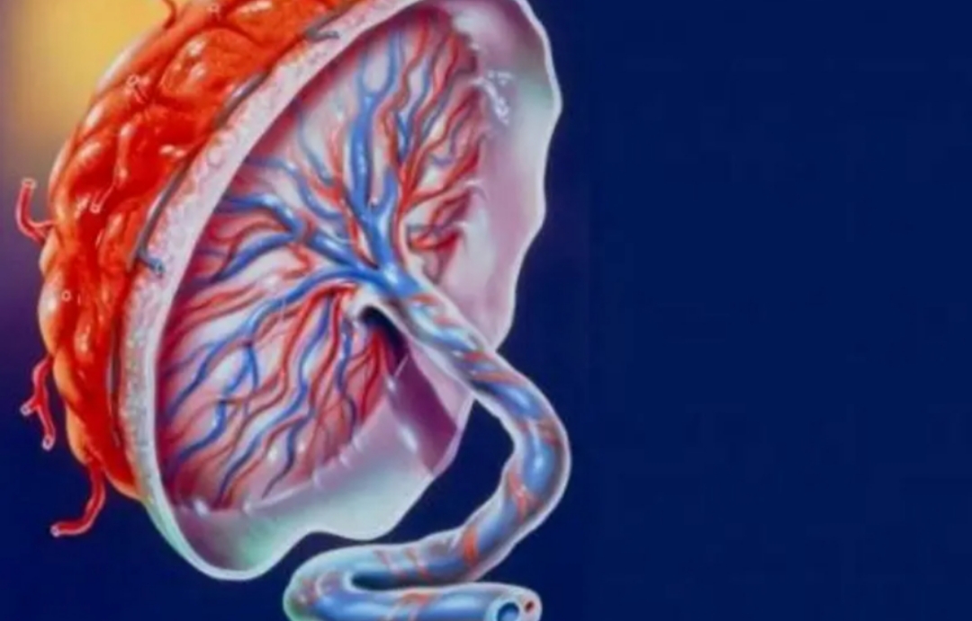 “人体胎盘”交易曝光，价格不菲！食用人类胎盘，滋补还是作死？