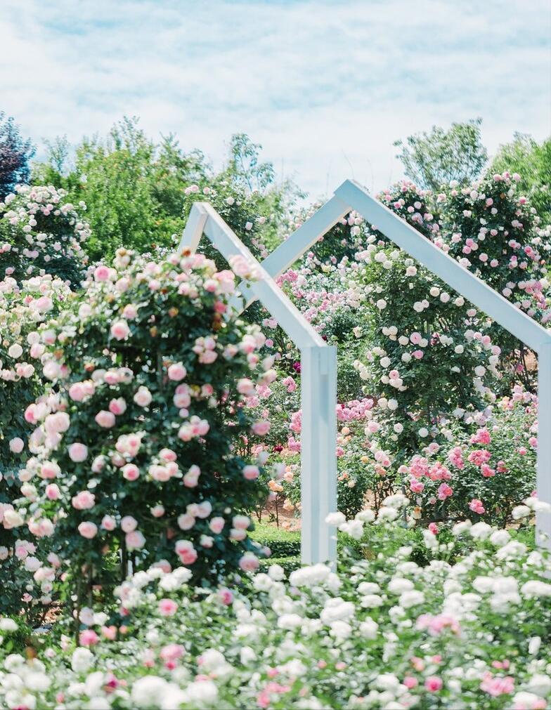 香花庭院,庭院香花