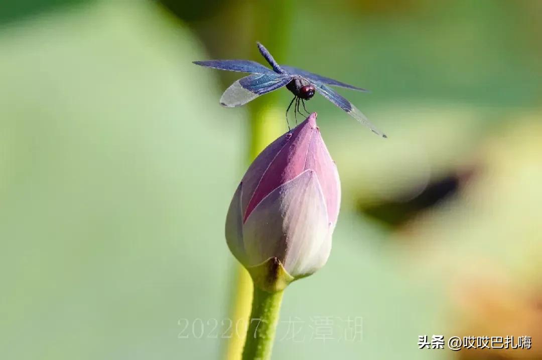 盛产院士的中学,安徽省培养两院院士最多中学排名