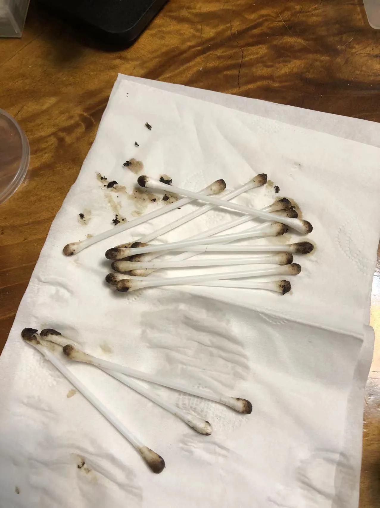 新手养猫之驱虫攻略,猫治疗耳螨最快的办法