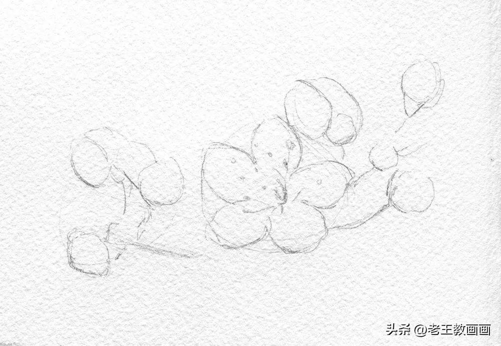 零基础学彩铅画多肉植物,三年级简单画桃花彩铅