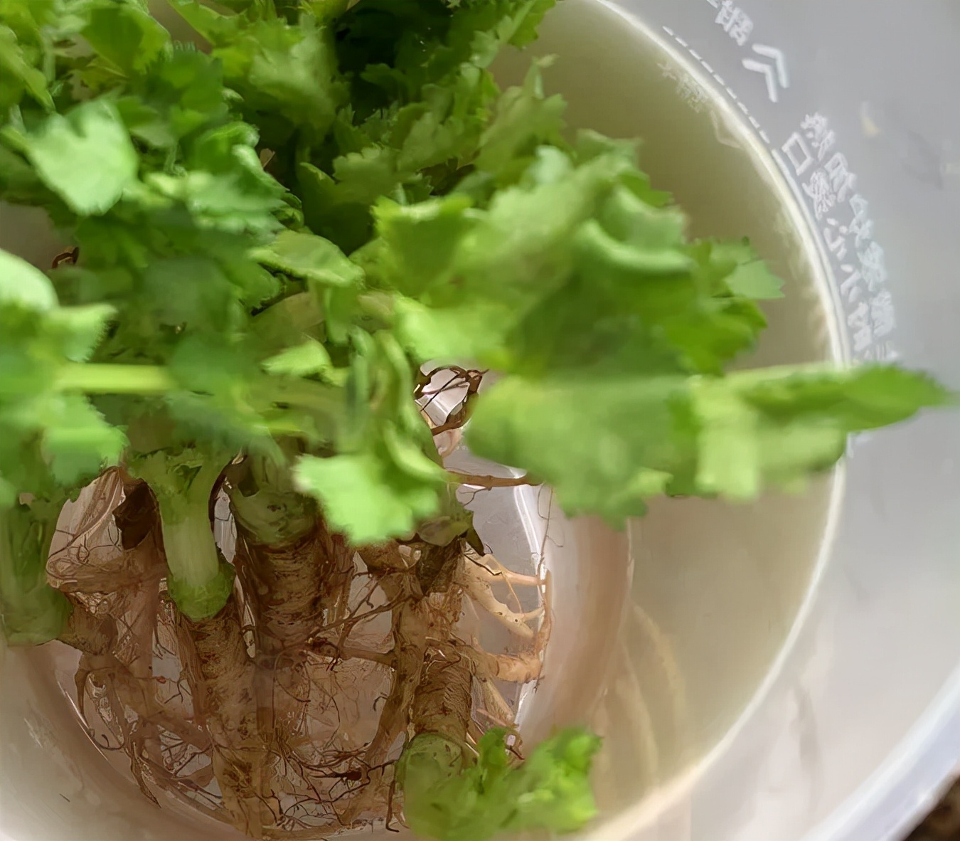 香菜种子没泡就种了几天发芽,香菜不泡水直接种几天出苗可以吗